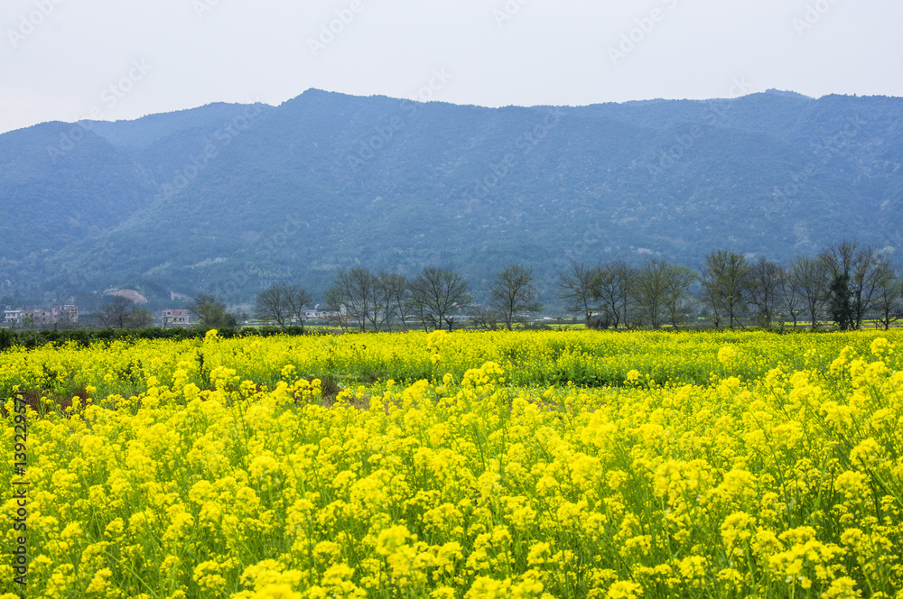 The colorful countryside scenery in spring

