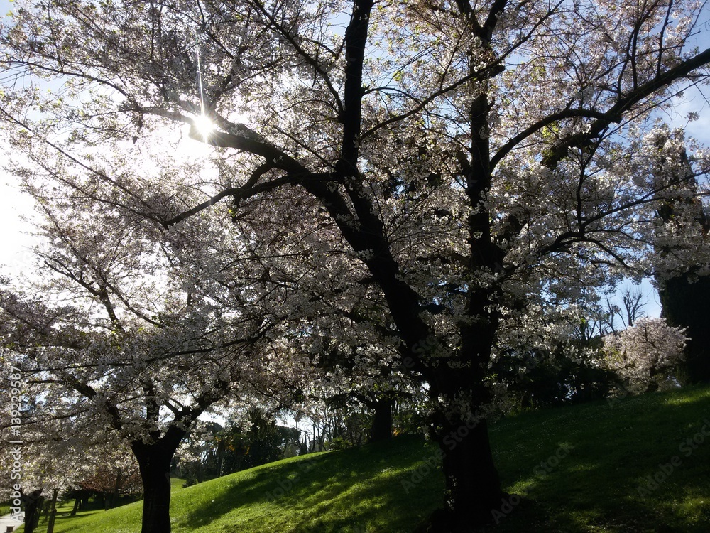 Fototapeta premium Ciliegi in fiore
