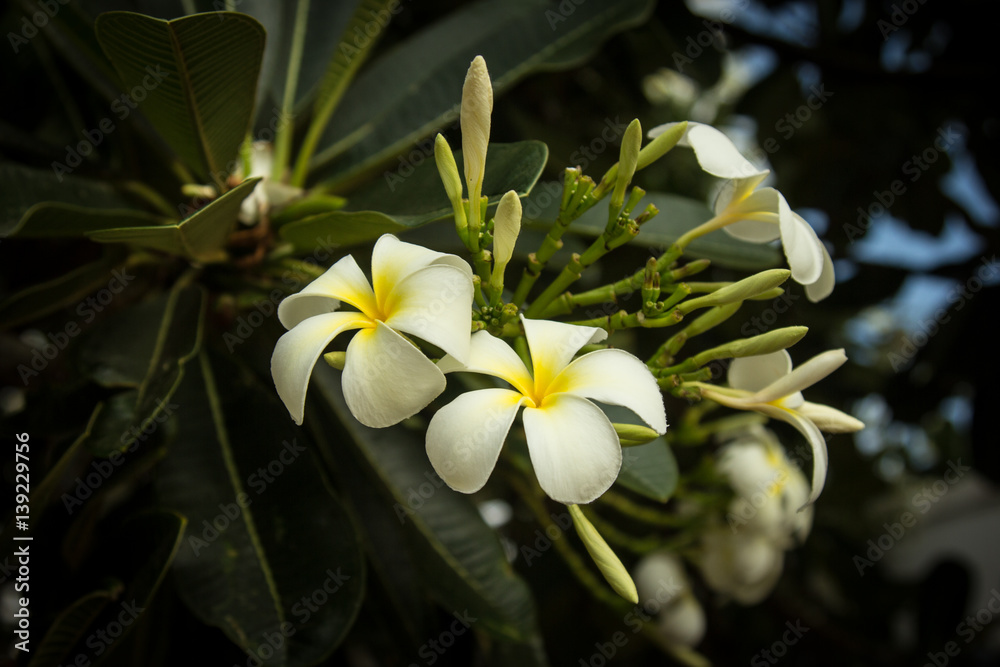Цветок африканский на пальме Stock Photo | Adobe Stock