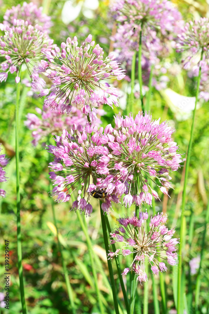 Pink Allium Flowers