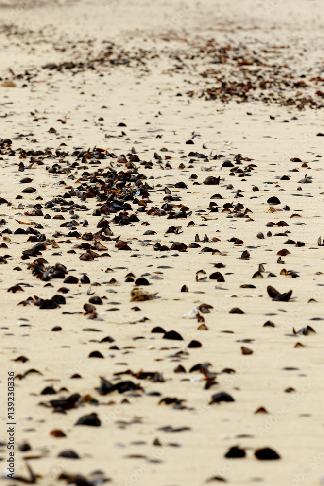 Seashells on the sand in Port St Francis Seashells on the sand in Port St Francis