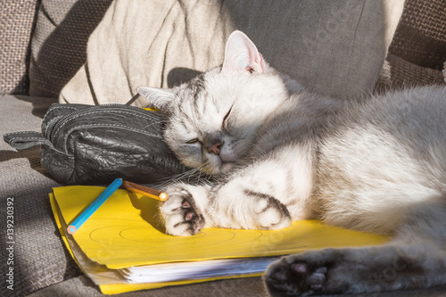 Fototapeta Naklejka Na Ścianę i Meble -  Ferien! Kater verhindert die Hausaufgaben, indem er auf den von der Sonne gewärmten Arbeitsmaterialien ein entspanntes Schläfchen hält