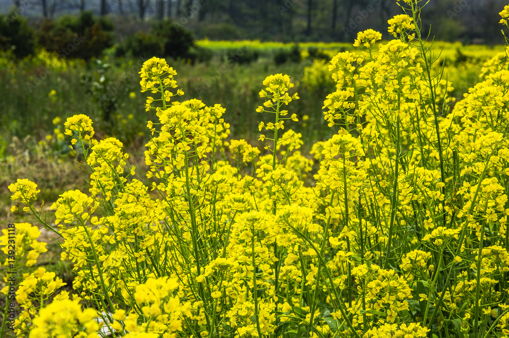 Fototapeta premium The rape flowers closeup 