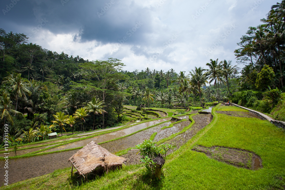 Rice field on the farm in the jungle prepared for landing