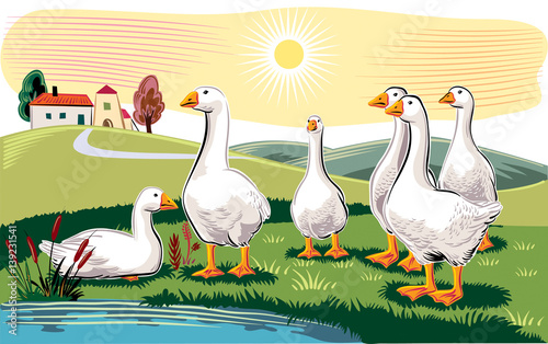 Geese in a meadow near a pond.
