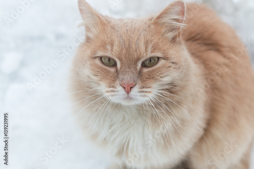 Portrait of a red frozen street cat. Cat in the snow against the backdrop of snowflakes. The concept of the problem of stray animals