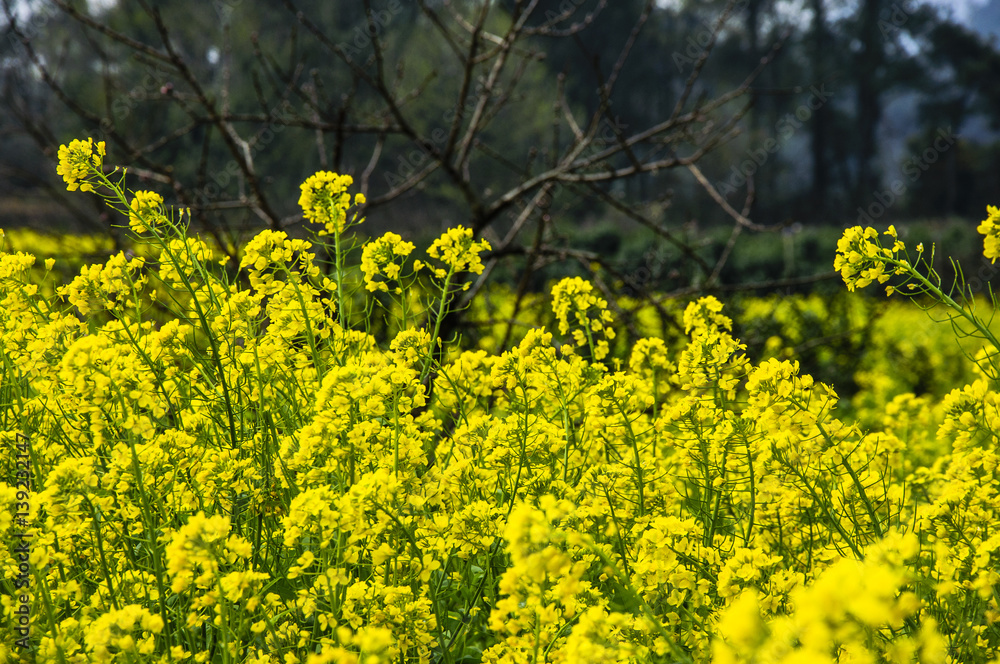 Obraz premium The rape flowers closeup 
