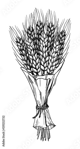 bouquet of wheat ears hand drawings vector illustration sketch