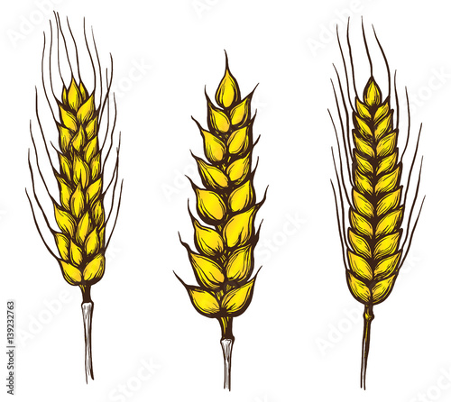 collection set of wheat ears hand drawings vector illustration sketch