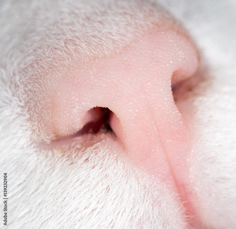 Fototapeta premium cat nose. macro