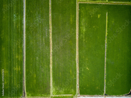 Aerial View - Green Paddy Fields