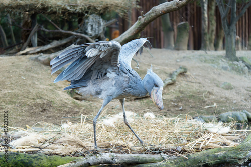 ハシビロコウ　神戸どうぶつ王国 photo