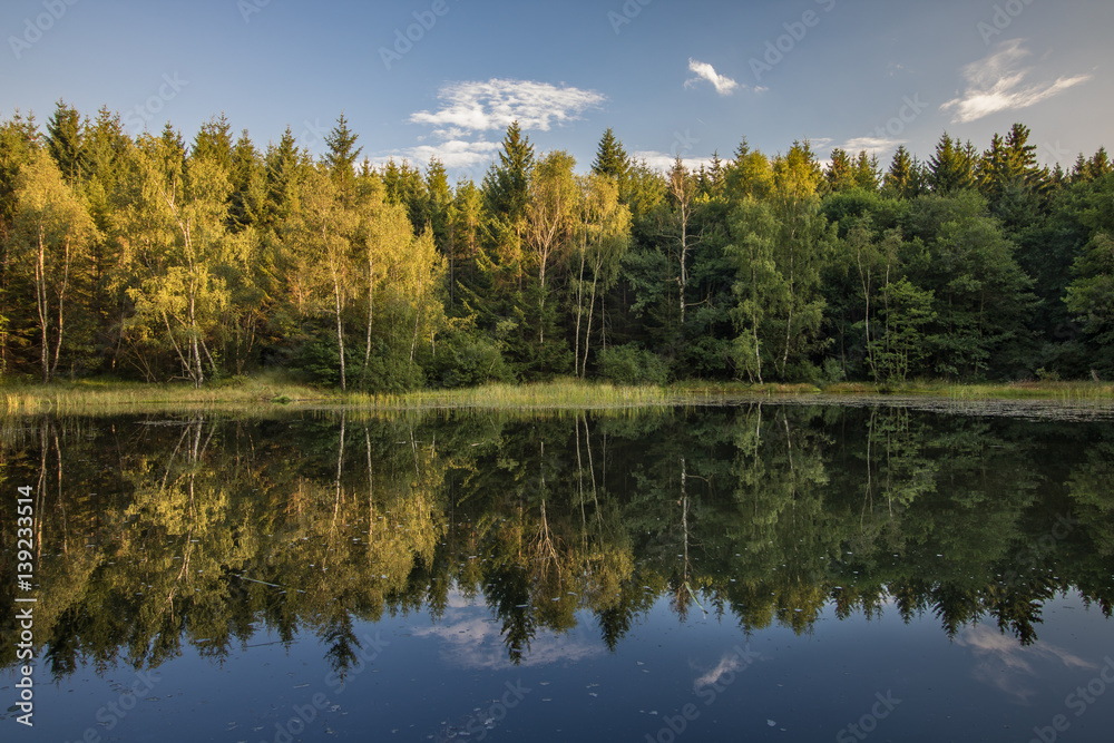 Wald am See mit Spiegelung
