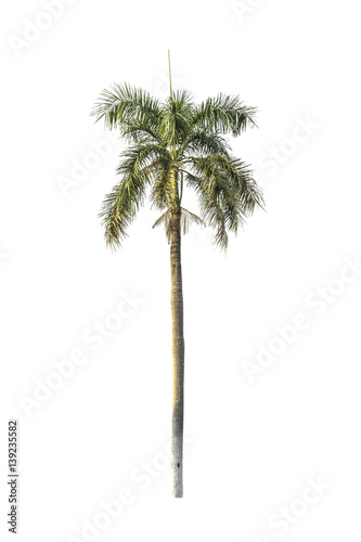 Tree  Betel palm  isolated on white background