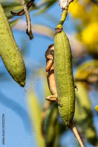 Lizard (Oriental garden lizard) on a tree photo
