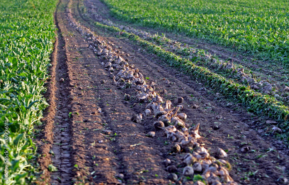 Young beet leaves are planted in rows, close-up. red beet sprouts vegetable beds. a sugar beet in row close up Young beet leaves are planted in rows, close-up. red beet sprouts vegetable beds. a sugar beet in row close up