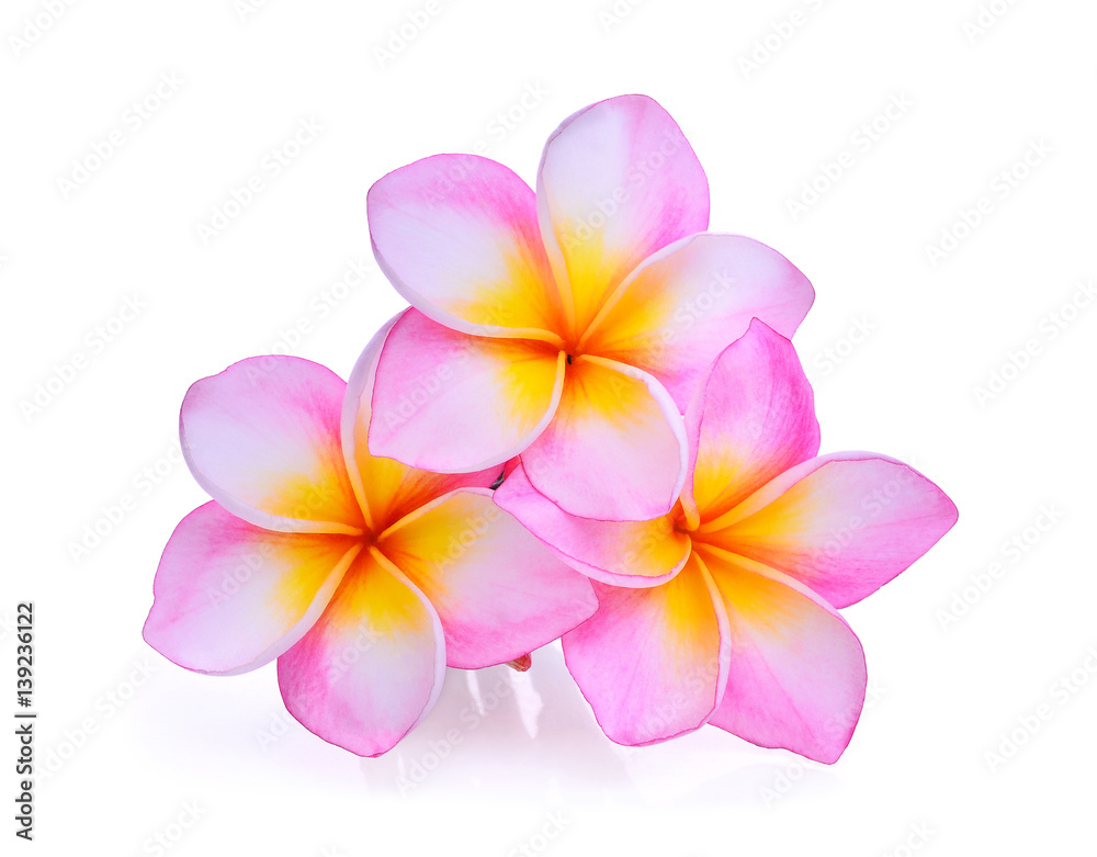 frangipani flowers isolated on white background frangipani flowers isolated on white background