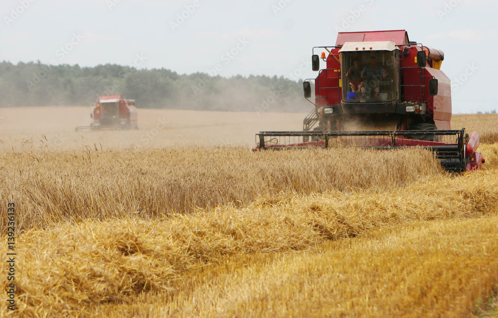 Obraz premium Kombajn do koszenia usuwa zboże na polu. Kombajn usuwa dojrzałą pszenicę z pola