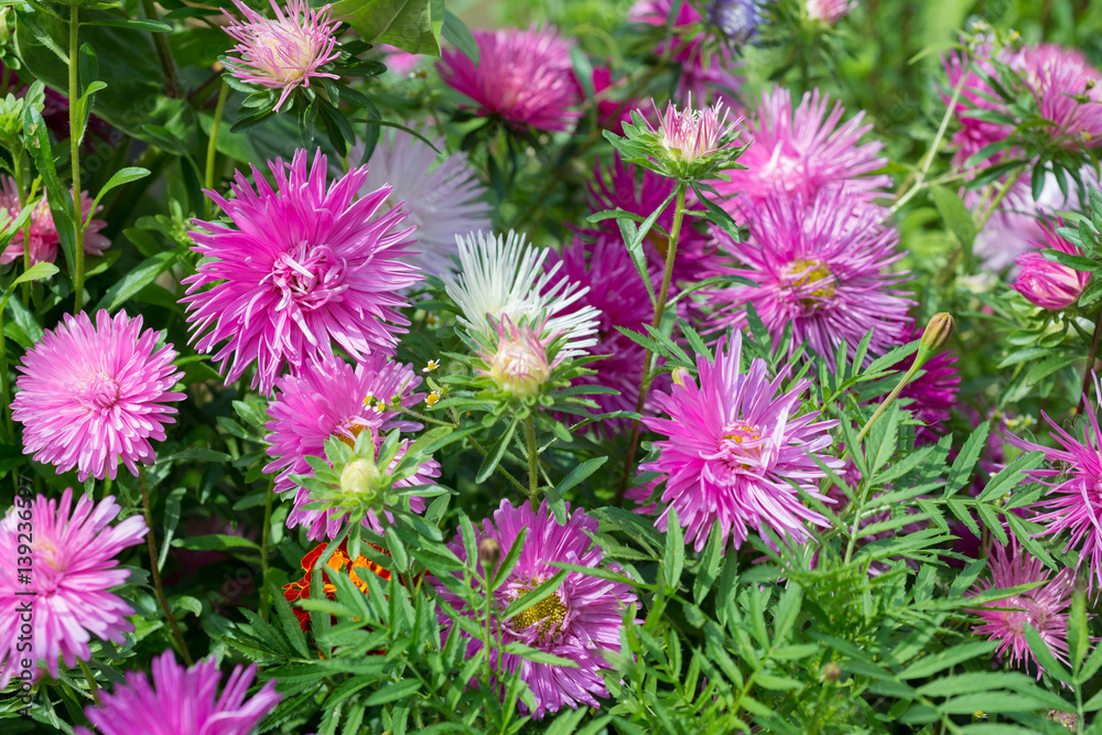 Flower pink aster Flower pink aster