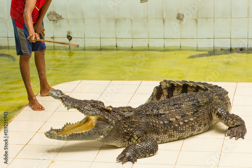 Thailand  zoo Show of crocodiles at Crocodile Farm and Zoo