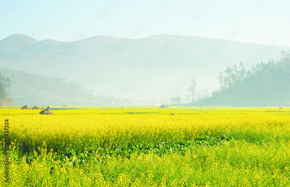 Landscape of yellow flowers being covered by mist in the evening, China.