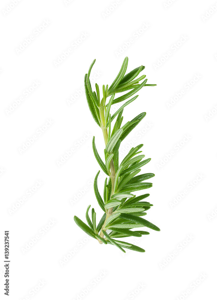 Fototapeta premium rozmaryn na białym tle