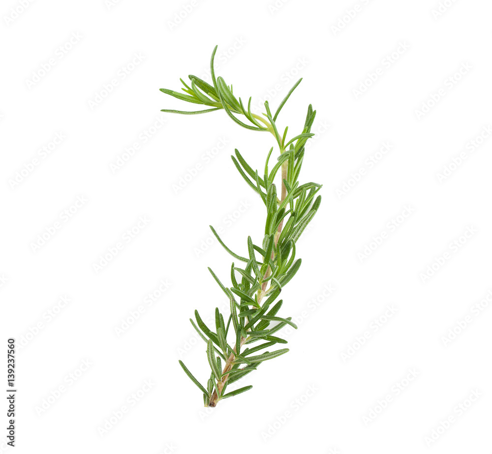 rosemary isolated on white background
