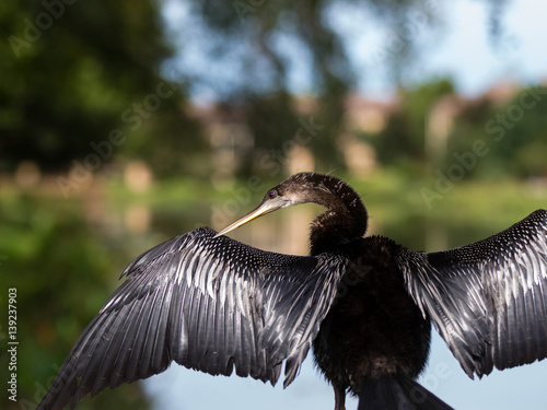 Florida Anhinga Water Bird © lynne