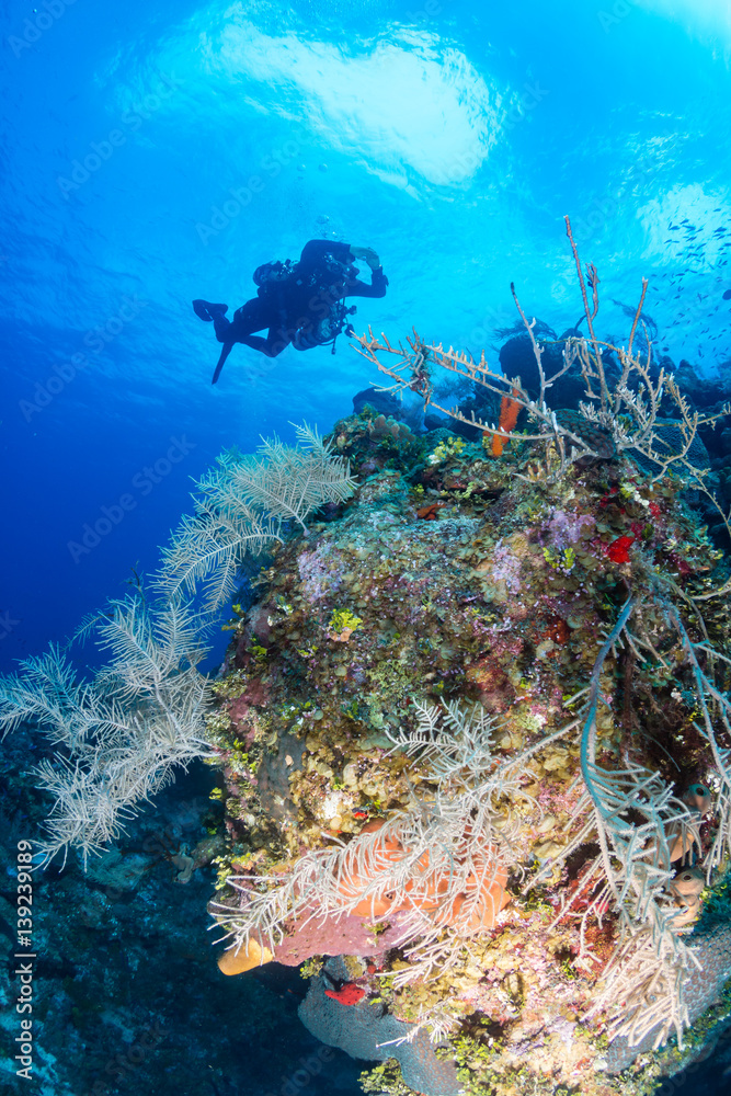 Technical SCUBA divers swim over a colorful coral wall on a tropical reef