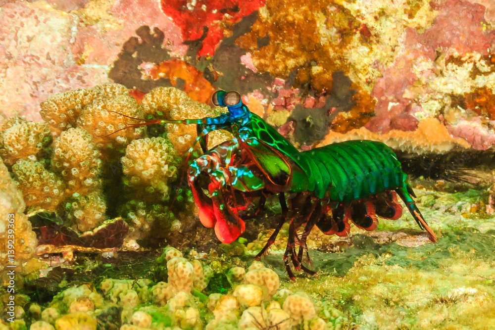 Peacock Mantis Shrimp on a dark, green coral reef during an algae bloom Peacock Mantis Shrimp on a dark, green coral reef during an algae bloom