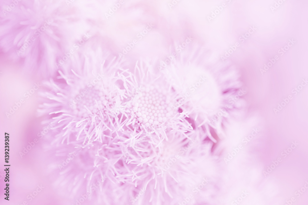 flower in soft and blur style for background. soft-focus flower in soft and blur style for background. soft-focus