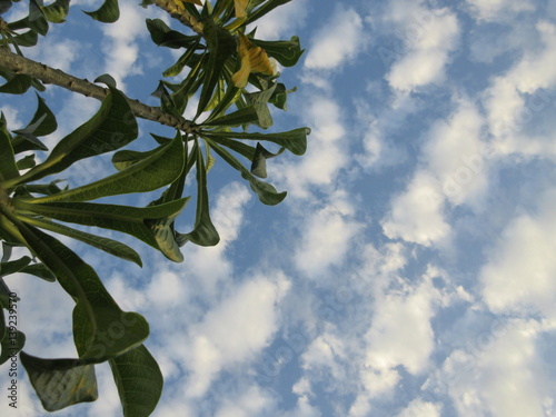 Leaves and Scattered Clouds, Caribbean Sky