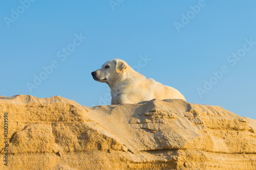 Shetland sheepdog on the beach