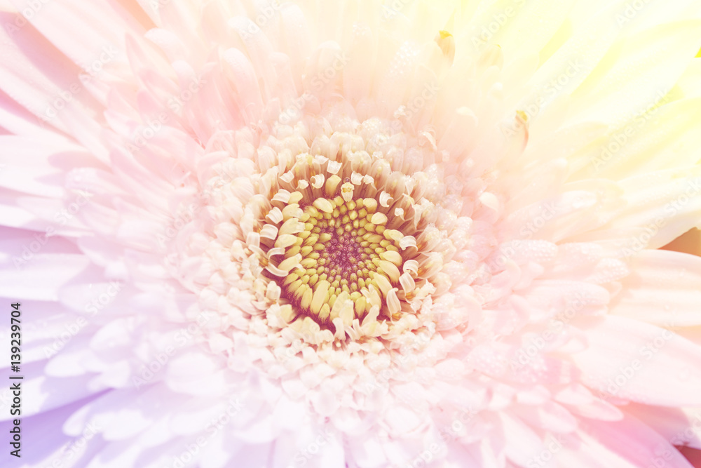 flower in soft and blur style for background. soft-focus flower in soft and blur style for background. soft-focus