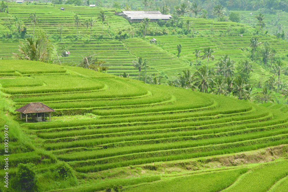 Green rice field hill with a small brown cottage at midday in Bali, Indonesia