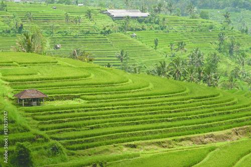 Green rice field hill with a small brown cottage at midday in Bali  Indonesia
