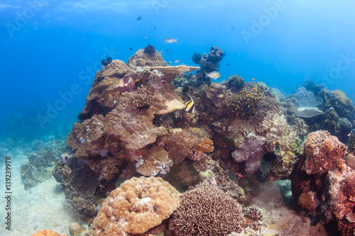 Tropical fish and hard corals