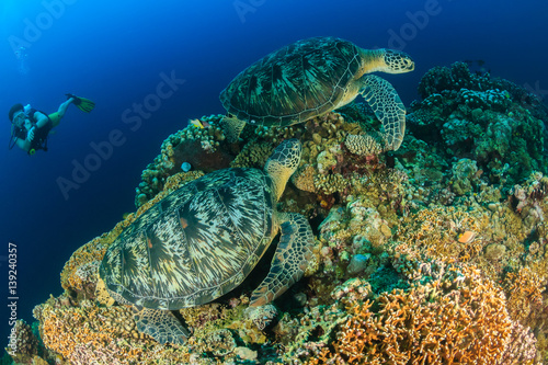 SCUBA diver watching 2 large green turtles on a coral reef photo