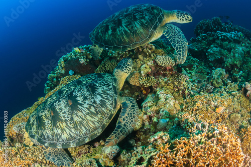 Two large green turtles resting on a dark coral reef