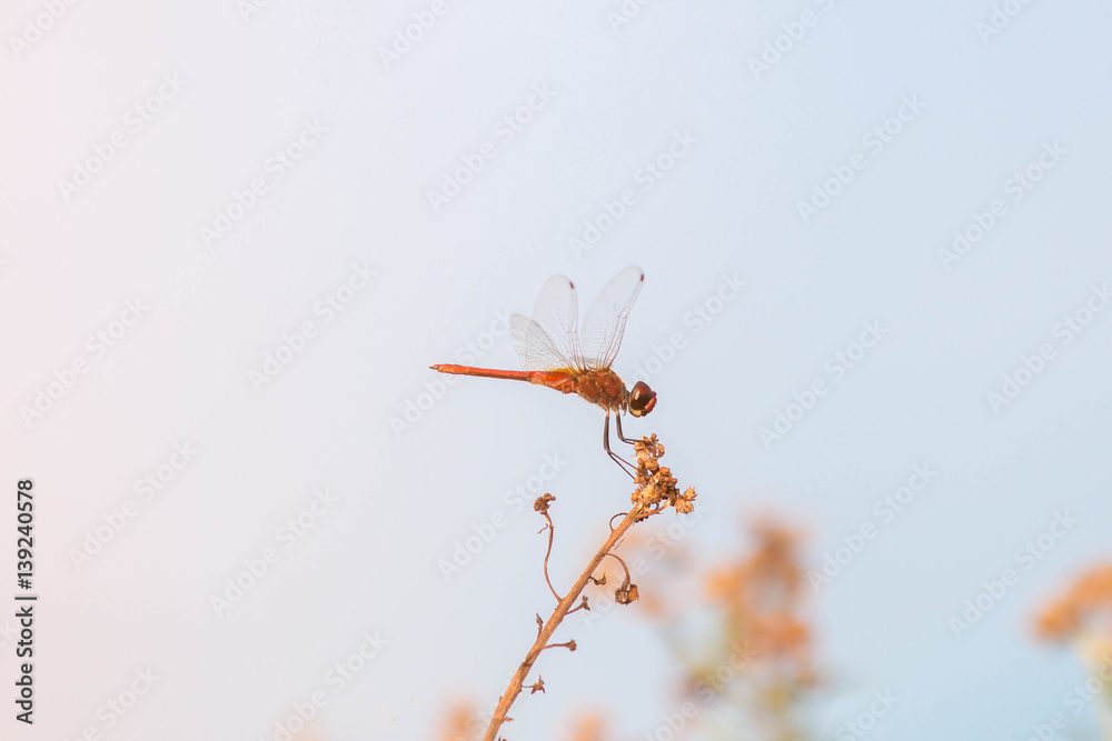 Obraz premium Red Dragonfly on brown tree