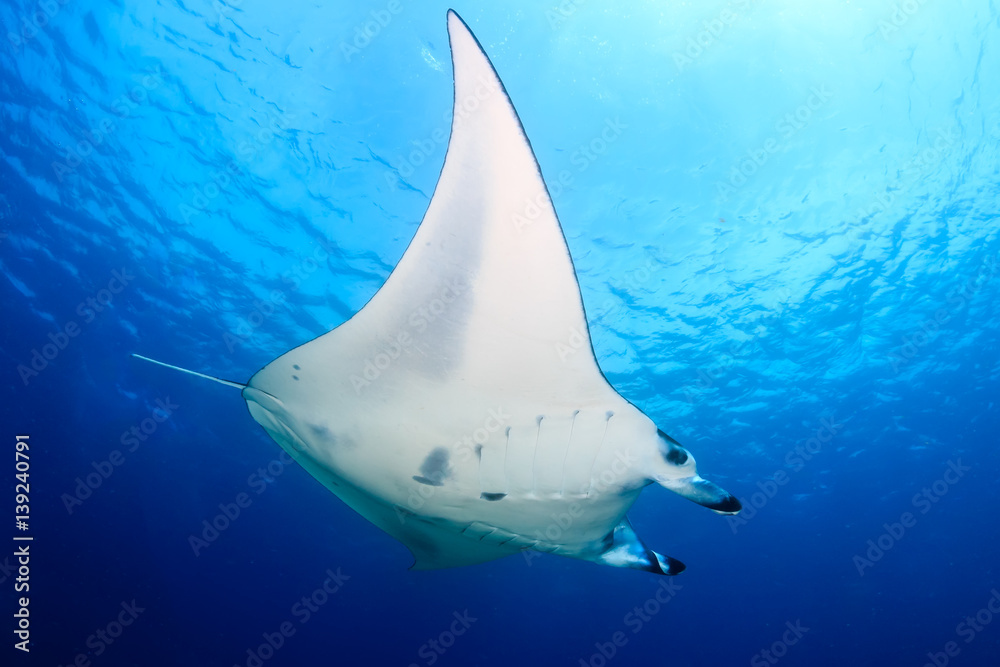 Fototapeta premium Large Manta Ray swimming in clear blue water