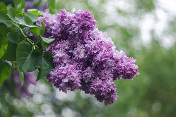 Papier peint photo Lilas Inflorescence de lilas en gros plan  © katrinbash