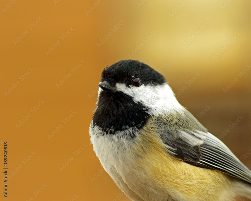 Fototapeta premium Chickadee Portrait