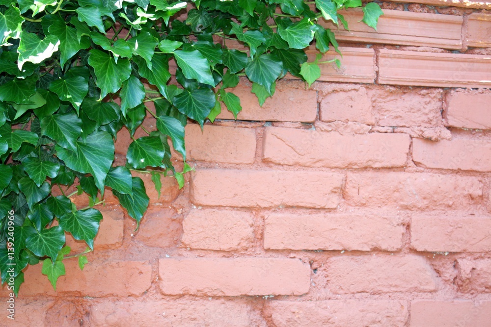 Brick wall with ivy plant in corner