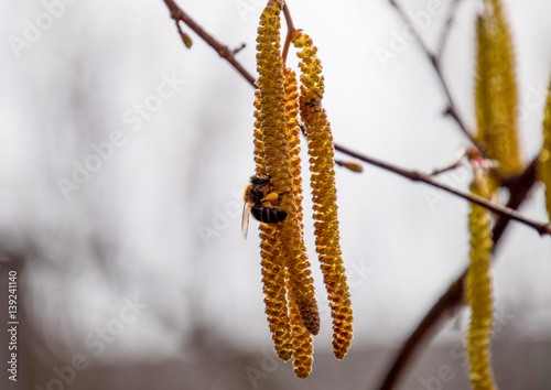 Pollination by bees earrings hazelnut. Flowering hazel hazelnut.