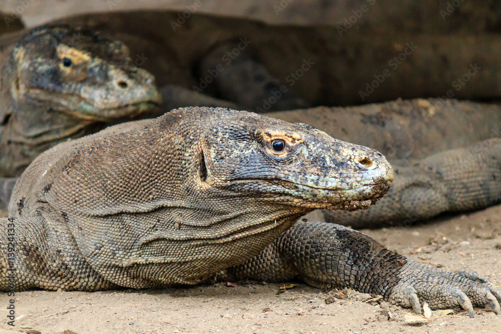 Obraz premium Large Komodo Dragons in the wild