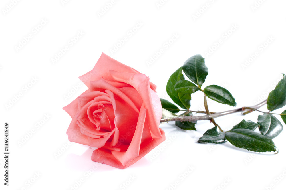 Fototapeta premium rose flowers close up on background. .