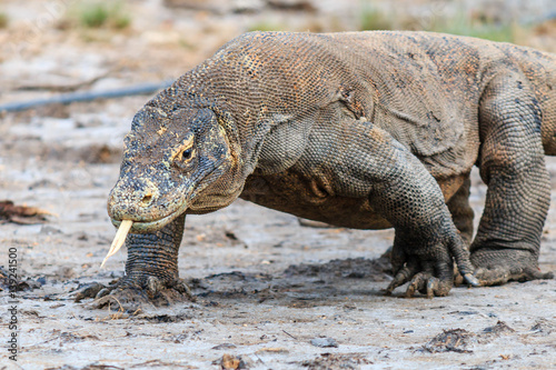 Large Komodo Dragon on Rinca island