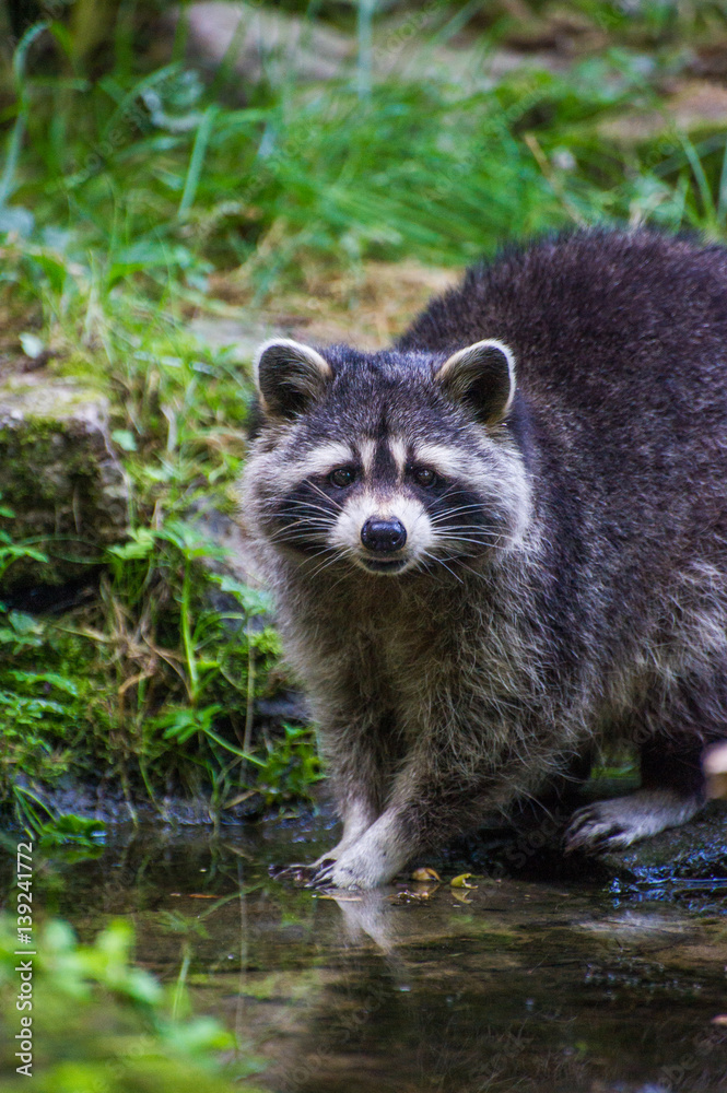 Ein Waschbär wäscht sich