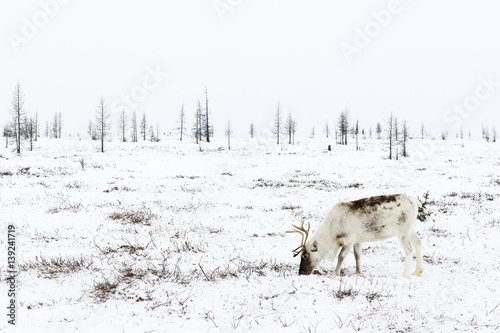 Reindeer grazes in the tundra nearby of polar circle at a frosty winter day. photo